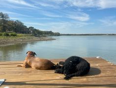 two dogs laying on a dock near the water