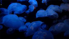 blue jellyfish swimming in the ocean at night