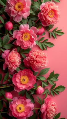 pink flowers with green leaves on a pink background