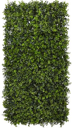 a green hedge is shown against a white background