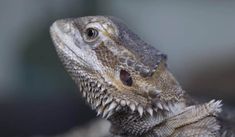 an iguana looking at the camera with its mouth open