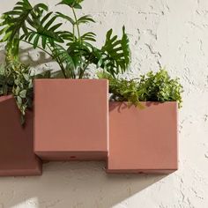 three pink planters with plants in them on a white wall, one is empty and the other has green leaves