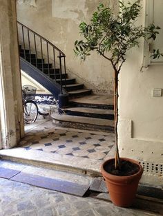 a small tree in a pot on the ground next to some stairs and a stair case