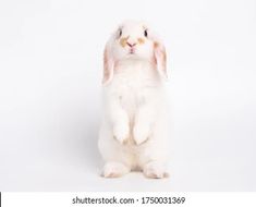 a white rabbit is sitting on its hind legs and looking at the camera while it's front paws are up