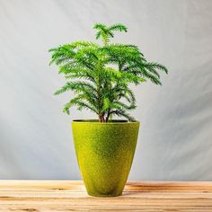 a green potted plant sitting on top of a wooden table