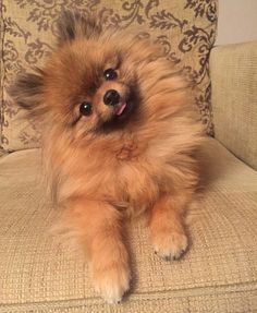 a small brown dog sitting on top of a couch