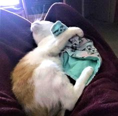 a white and brown cat laying on top of a purple blanket