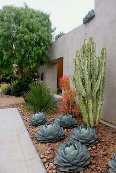 a cactus garden in front of a house with gravel and rocks around it, including cacti