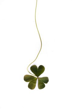 four leaf clover on white background