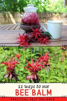 bee balm is the best way to get rid from bees