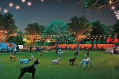 an artist's rendering of a dog show at night