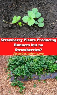 strawberry plants are growing in the ground with text overlay that reads strawberry plants producing runners but no strawberries?