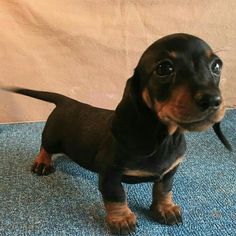 a small black and brown dog standing on top of a blue carpet