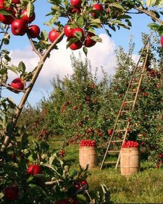 an apple orchard filled with lots of red apples