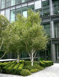 a tree and some bushes in front of a tall building with glass windows on the side