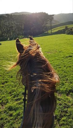 a horse is standing in the grass with its hair blowing around it's face