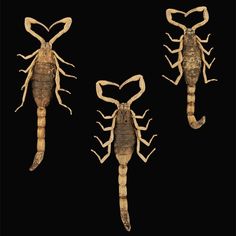 three different types of scorpions on a black background