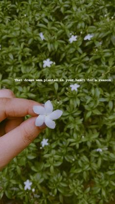 someone holding a small white flower in their left hand with the words, that dream was planted in your heart for reason