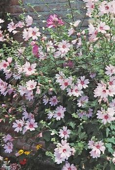 pink and white flowers growing in a garden