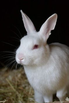 a white rabbit sitting on top of hay in front of a black background and looking at the camera