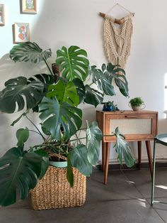 there is a large plant next to a small table and chair in the room with pictures on the wall