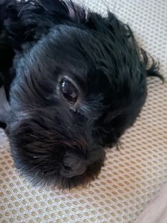 a small black dog laying on top of a bed