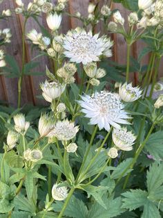 some white flowers and green leaves by a fence