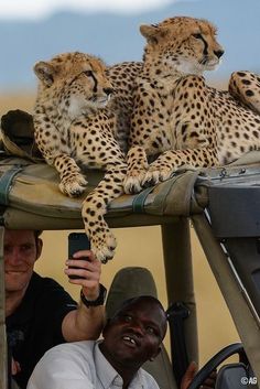 two cheetah sitting on the back of a vehicle with a man taking a photo