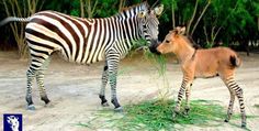 two zebras are standing in the sand eating grass from each other's hands