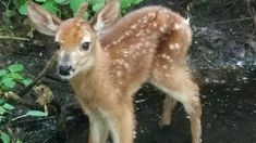 a baby deer standing on top of a lush green forest