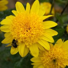 a yellow flower with a bee on it