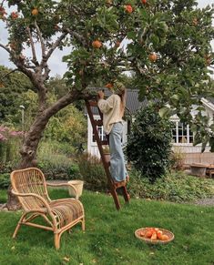 a man on a ladder picking apples from an apple tree