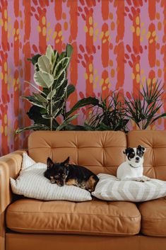 two dogs are sitting on a couch in front of a wall with colorful patterns and plants