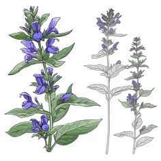 blue flowers and green leaves are shown on a white background in this hand drawn illustration