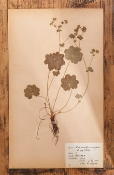 an old photo of some flowers on a piece of paper that is hanging on a wall