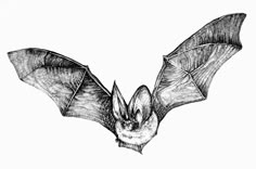 a black and white drawing of a bat flying in the air with its wings spread