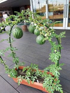 a plant with watermelon hanging from it's sides on the ground in front of a building