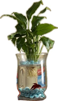 a plant in a glass vase filled with rocks