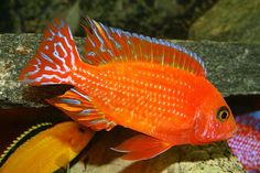 an orange and blue fish sitting on top of a rock next to another colorful fish