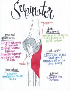 a diagram showing the different types of sprainter