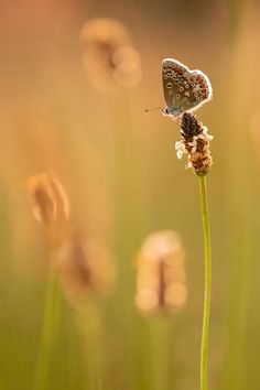 a small butterfly sitting on top of a flower in the middle of some tall grass