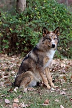 a brown and black dog sitting in the grass