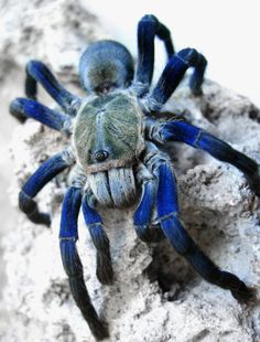 a close up of a blue spider on a white rock with black legs and head