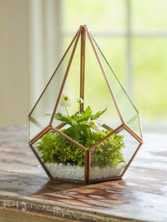 a glass terrarium filled with plants on top of a wooden table