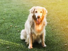 a dog sitting in the grass with tennis balls around it's neck and tongue hanging out