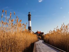 a boardwalk leading to a light house surrounded by tall brown grass and reeds on a sunny day