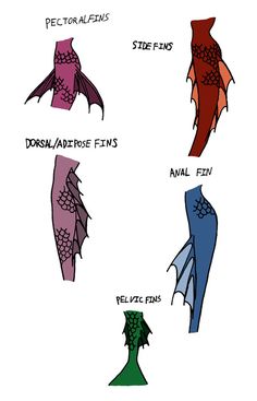 an image of different types of wings