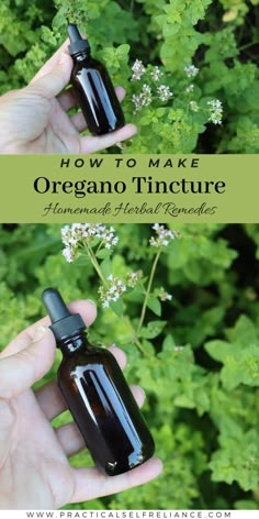 Oregano Salve, Oregano Tincture, Oregano Tincture Recipe, Herbalist Apothecary, Tincture Recipes, Herb Tinctures, Tinctures Recipes, Diy Herbal Remedies