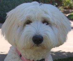 a white dog with a red circle around it's neck