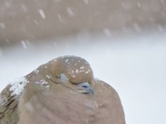 a bird sitting in the snow with it's eyes closed